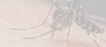 /que-es-el-dengue