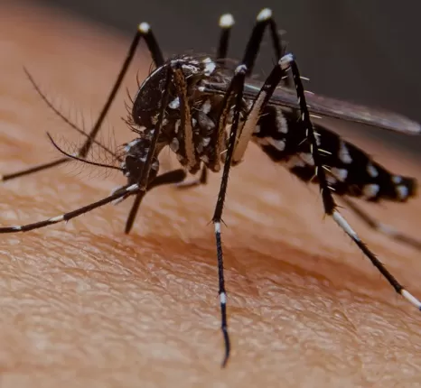 ¿Qué es el dengue?